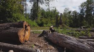 Reliable Star City, AR Tree Removal Services Solutions